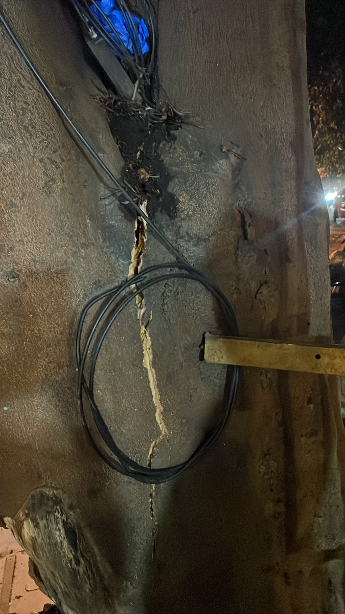 SidDebV's tweet photo. @BBMPCOMM @BBMPAdmn @swaccha_bbmp @blrcitytraffic @BlrCityPolice @NammaBESCOM 
A tree close to collapse on 1st Main, 1st Block, Koramangala, next to Ganesha Temple. Crack has developed and one section is now leaning against overhead elec cables. https://t.co/ttCqVLziPc