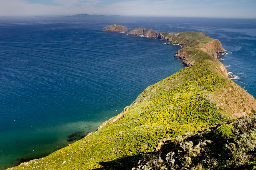 Dena_Spatz's tweet photo. Happy #CABiodiversityDay! Today I am reflecting on the amazing places where biodiversity thrives thanks to important conservation actions. Here are pix from my trip to Anacapa c.2013 in California's Channel Islands aka "The Galapagos of North America" https://t.co/bmKO8q5ymu https://t.co/HSTtIJ8rIV