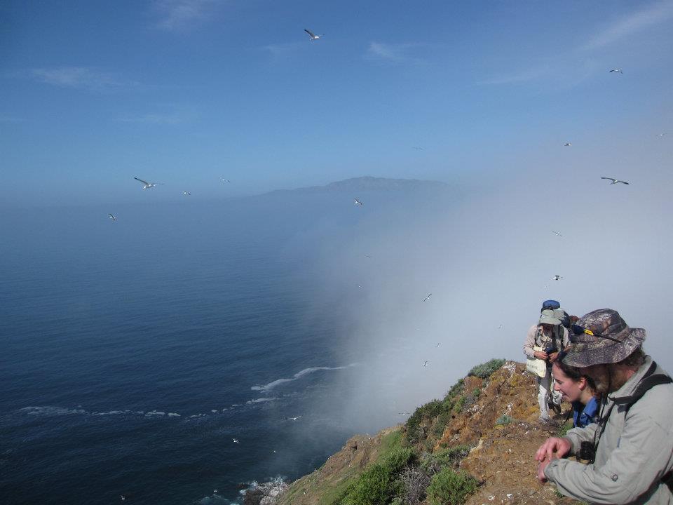 Dena_Spatz's tweet photo. Happy #CABiodiversityDay! Today I am reflecting on the amazing places where biodiversity thrives thanks to important conservation actions. Here are pix from my trip to Anacapa c.2013 in California's Channel Islands aka "The Galapagos of North America" https://t.co/bmKO8q5ymu https://t.co/HSTtIJ8rIV