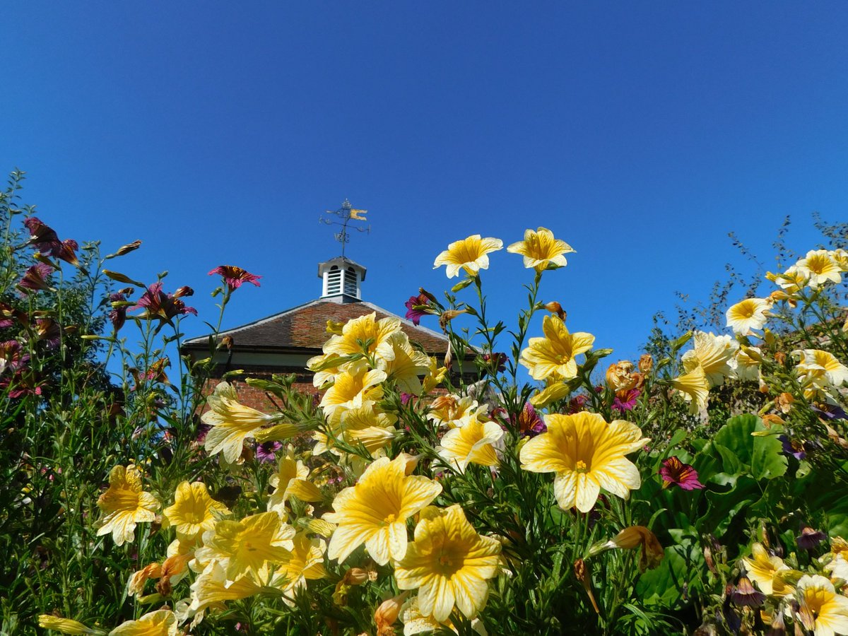 IanW1985's tweet photo. #bluesky and #flowers #loveukweather #Gunbyhall https://t.co/lwMYnuOM7b