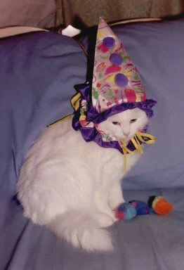 clown cat 