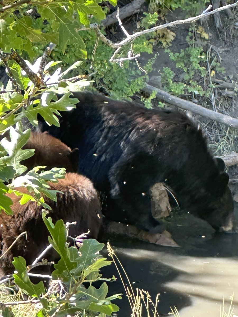snowcub411's tweet photo. @blakeshelton No, it’s huntin’ time Blake HUNTIN’ TIME. Except for these ones. They get a free pass. When are you coming out ? 😁😁#swcolorado #bearhuntin https://t.co/m6dvvWhnqi