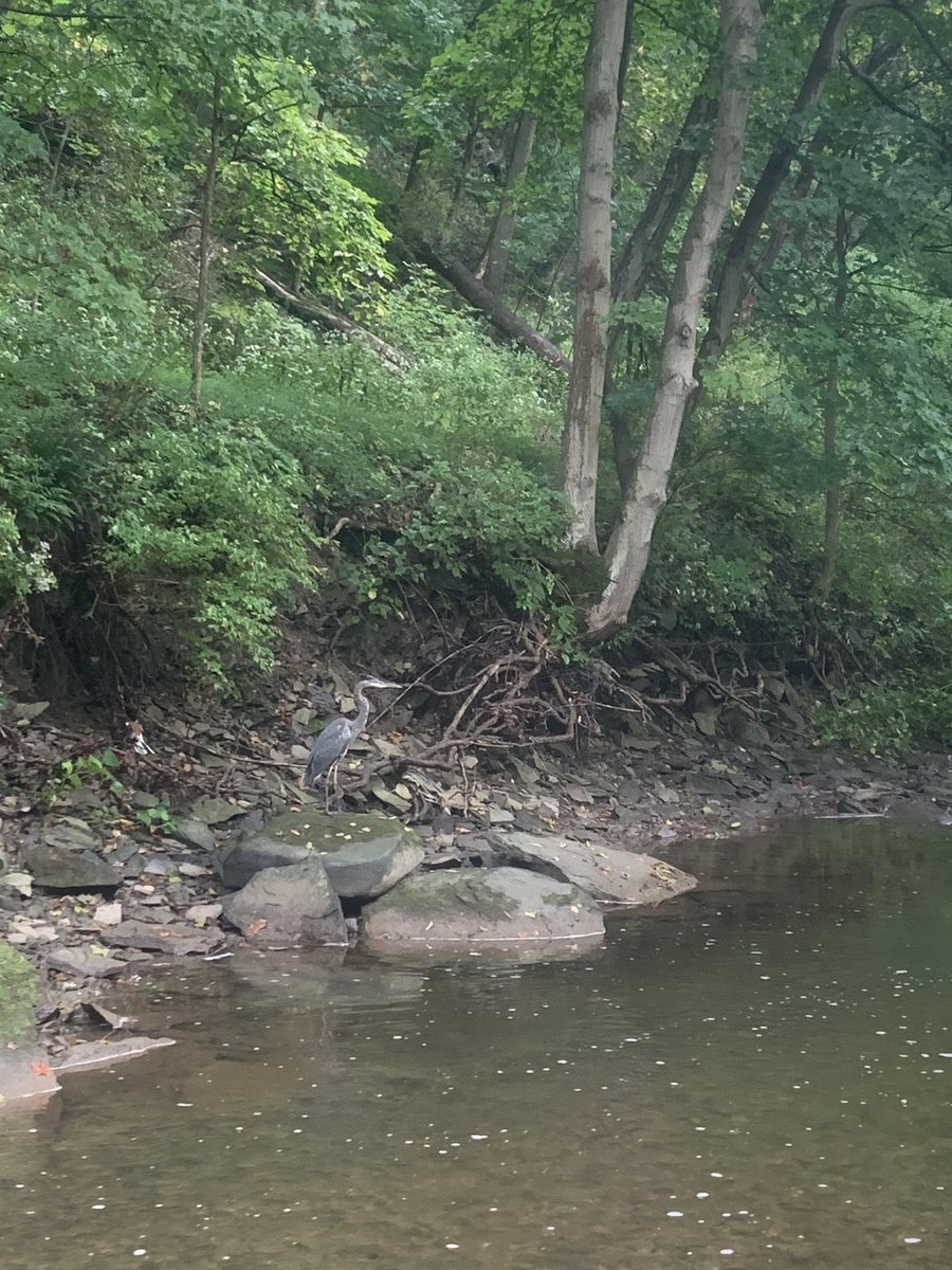 VaLureSpinners's tweet photo. Nature’s anglers are always a good sign of a potential spot.
#FlexFact https://t.co/dhz3mtflH3