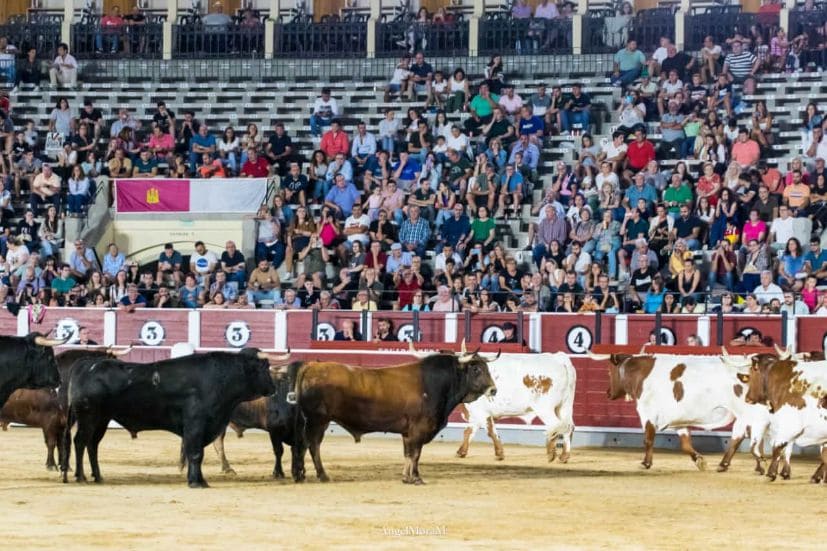 Gran ambiente en la desencajonada de Albacete
infotauro.com/gran-ambiente-…
