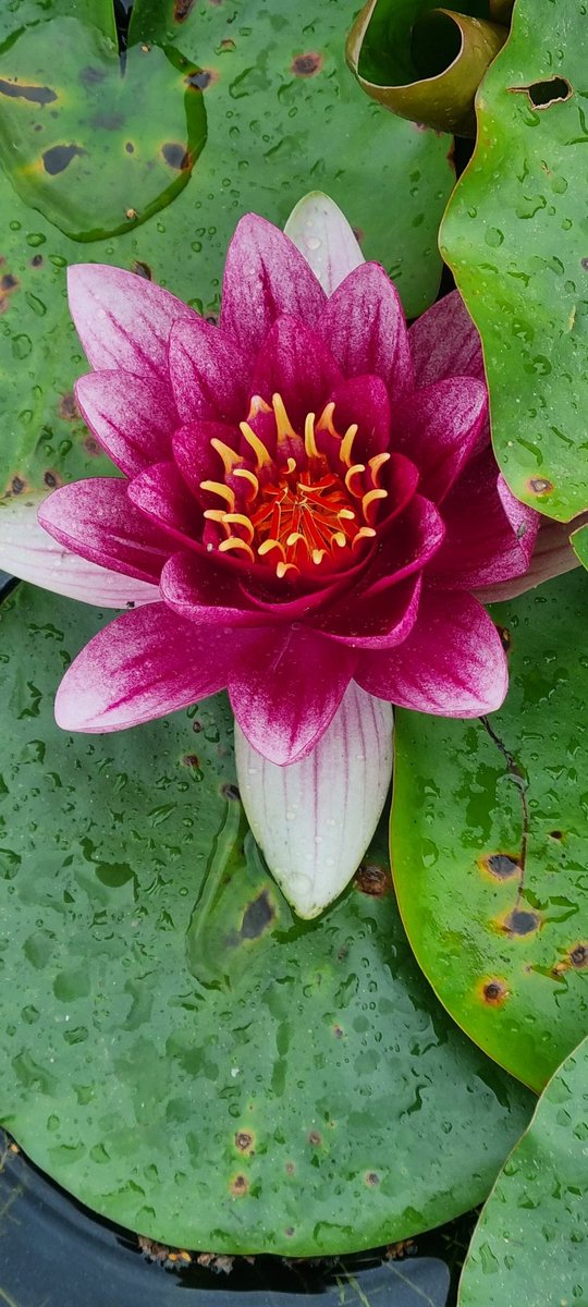 Some beautiful water lilies from a customers pond. Look stunning 😍 <a href="/GWandShows/">BBC Gardeners World</a> <a href="/walesbotanic/">🏴󠁧󠁢󠁷󠁬󠁳󠁿 Gardd Cymru 🌿 Garden of Wales</a> <a href="/angleseywild/">Anglesey Wildlife </a> @RHSBloom