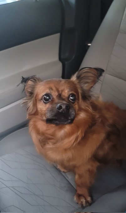 My Tucker on his way to surgery this morning. They've begun already. They're keeping me up to date throughout<a href="/tag/beryl"class="tags"><span>#beryl</span></a>