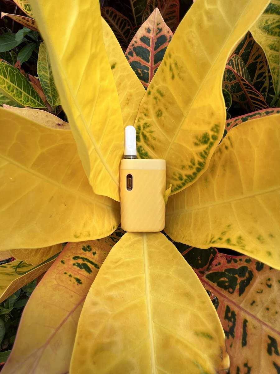 CCELLofficial's tweet photo. Sandwave in yellow will keep your days mellow 🌻💛
#Yellow #nature #sandwave https://t.co/dYfMiZsEvB