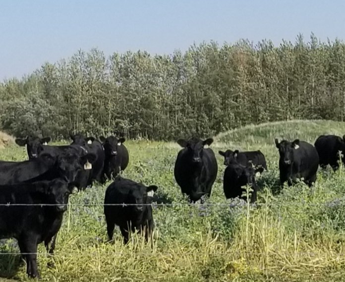 AkimOmokanye's tweet image. 18 cow-calf pairs grazing an 18-crop cover species cocktail mixture at the PCBFA Fairview Research Farm. They are just loving  grazing the crop diversity.