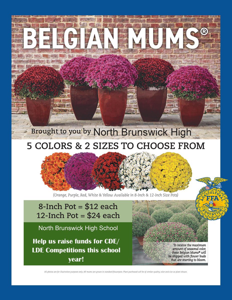 NBHSFFA's tweet photo. Get your fall mums now!  5 colors and 2 sizes to choose from!  Pickup from the school will be available 10/4/23.  Preorder only, reserve yours now!  Sale ends 9/15/23, link to purchase in the comments. https://t.co/1B4bwfpNPq