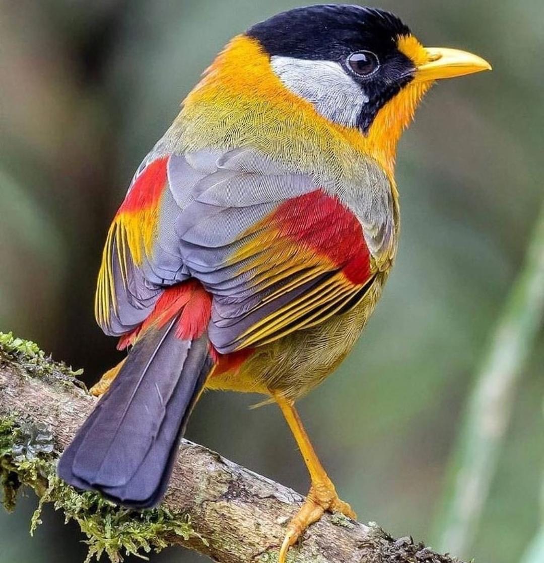 cambirdsale's tweet photo. CAMBRIDGE BIRD SALE
Sponsored by @Essexbirdcentre 
SUNDAY 24th SEPTEMBER
Milton Community Centre
CB24 6BL

11am
Admission £5
BOOK IN ADVANCE FOR PRIORITY ENTRY @ 10:30am

Tables £10
Book: https://t.co/MEWmH4DiPf

Also attending:
@DyersLtd • BKA • Norfolk &amp; Suffolk AFS https://t.co/5a4jbSaBRN