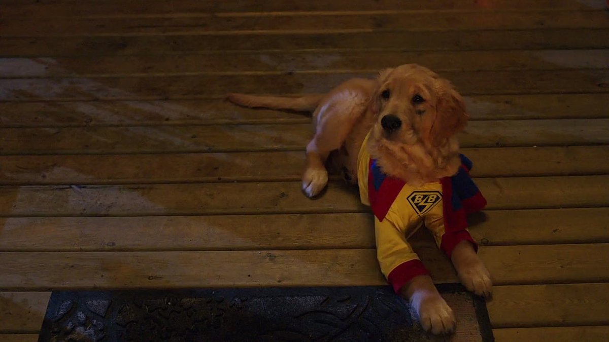 Would you? Could you? Give me a treat, scratch my ears, and give me a belly rub? *Budderball smiles as he begs for a treat*