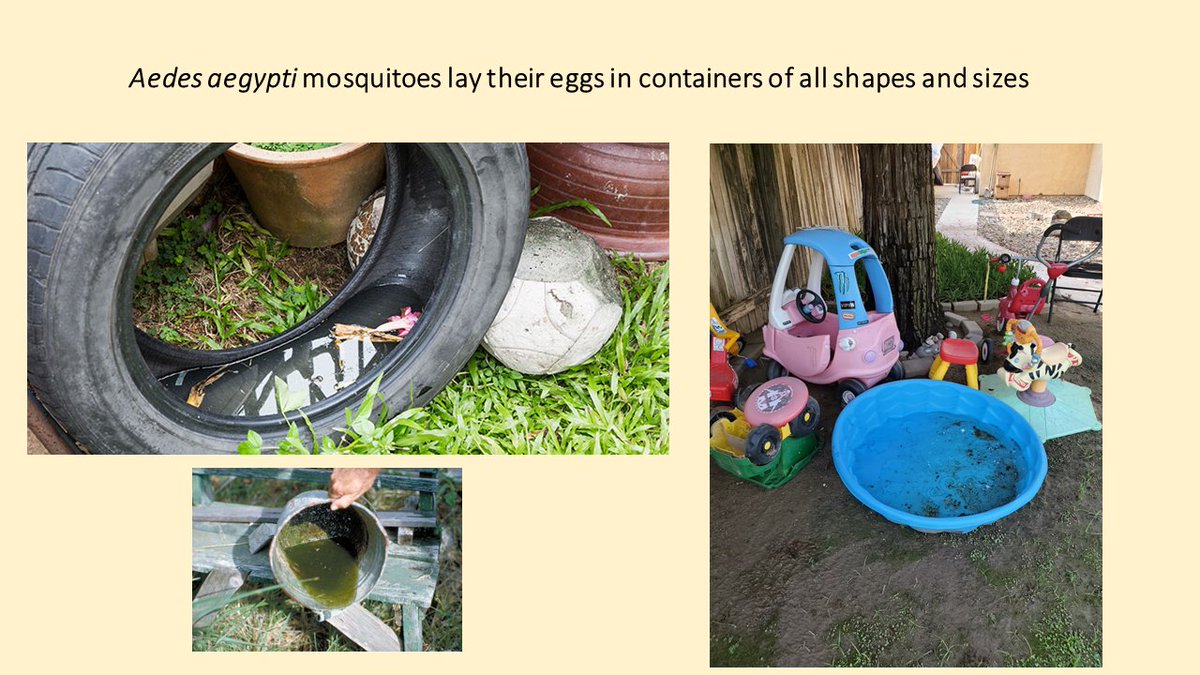 In southern California, Aedes aegypti mosquito (aka: "ankle biters") numbers tend to increase in August and September.  Remember to inspect your yards weekly for standing water and dump or drain even the smallest amount from containers and other items.  No Water...No Mosquitoes!!
