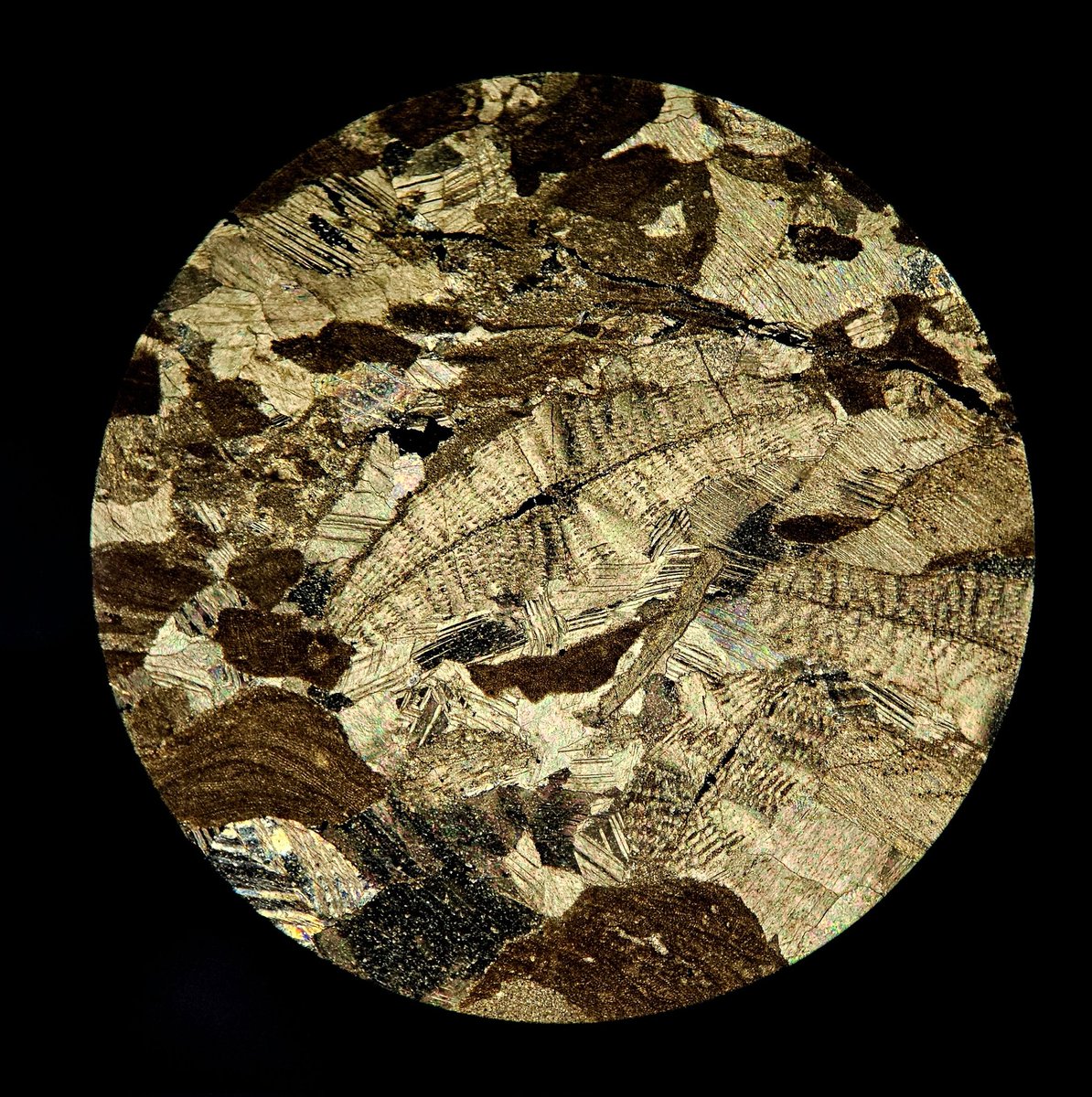 some tiny fossils for this #ThinSectionThursday