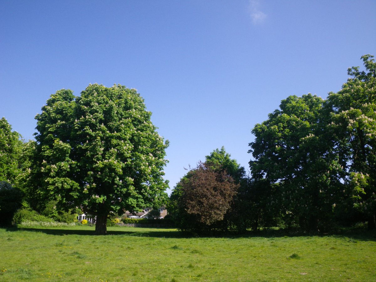 Let's fill Merton with trees. The Council has partnered with the charity - @TreesforStreets - to make it easier for residents to sponsor new tree planting in their local streets and parks.Details at sponsor.treesforstreets.org/provider/merto… #environment