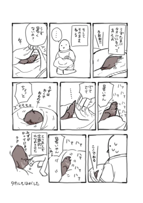 ヒメウズラのうずちゃん6  暑さとうずの話です。タオルで遊んでいるうずかわいいです。  #ヒメウズラ #うずちゃん #鳥漫画