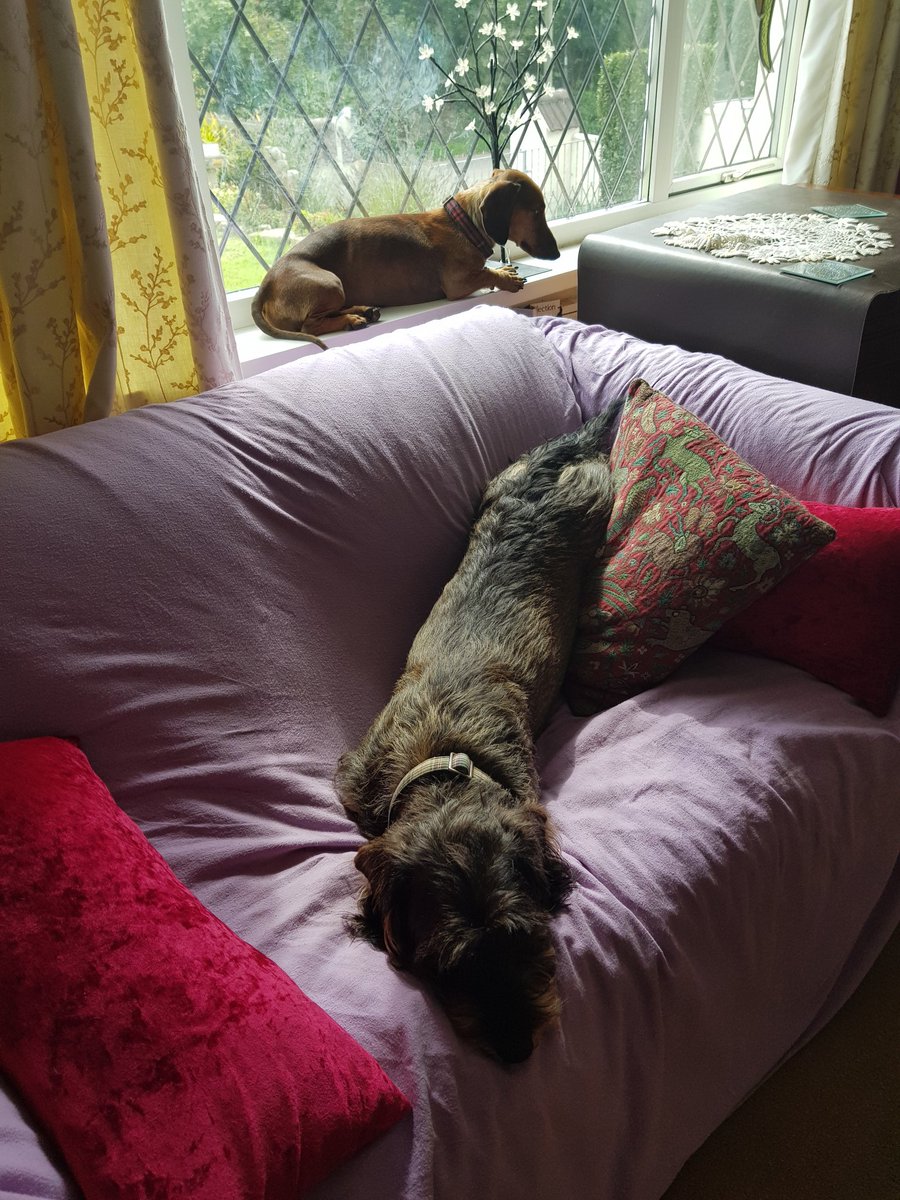 This window pawtrol  business is hard work RrraaahhH!
#SausageArmyHQ 
#Dachshunds  
#ZSHQ
#DOGS