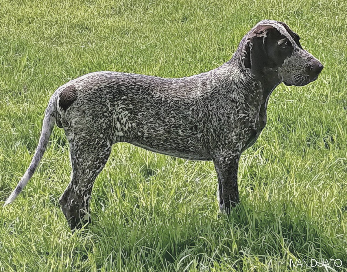 Ginger del Tomillar de Levante. 
#perdiguerodeburgos