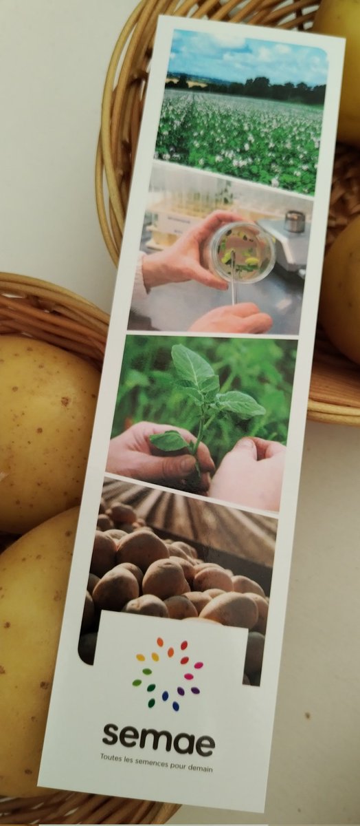 inov3pt's tweet photo. A new version of the https://t.co/QquH9SEN9q website is now available ! Go and visit it !
#plantdepommedeterre
#plantcertifié
@fnpppt @semae_officiel @s_halftermeyer https://t.co/HAHjIPmVx3