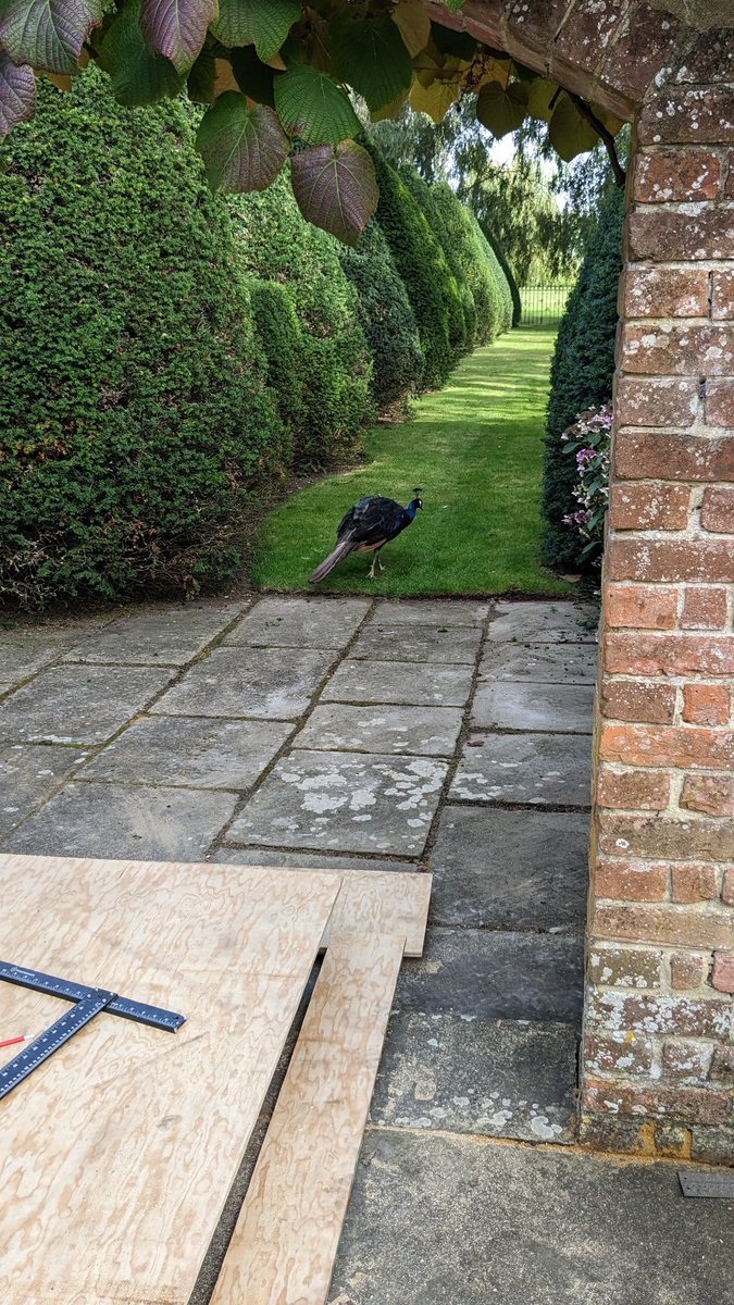 My client's quality control supervisor checking I'm doing a good job. It seemed satisfied.
