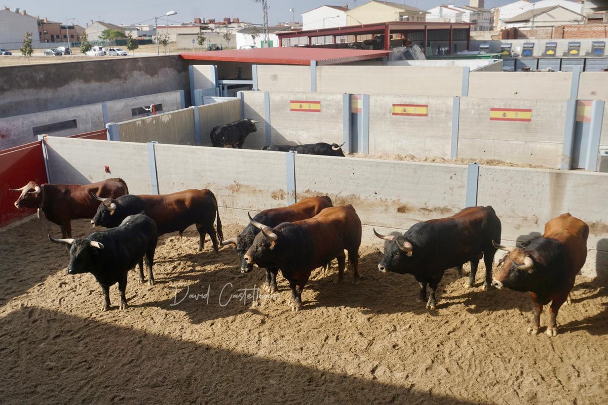 Los ejemplares de Montealto para Villaseca de la Sagra
infotauro.com/los-ejemplares…