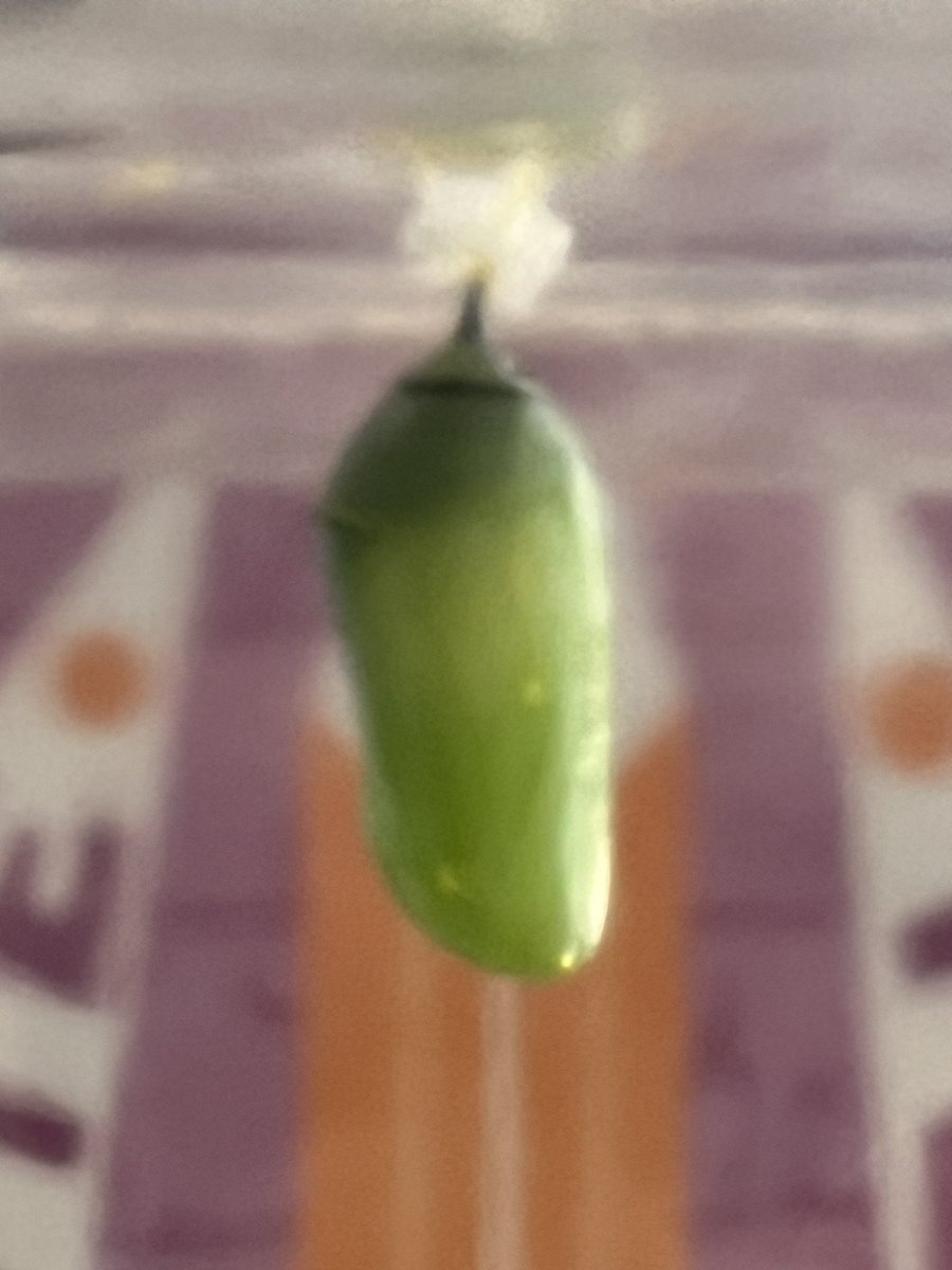 Ms. Goff tweet media