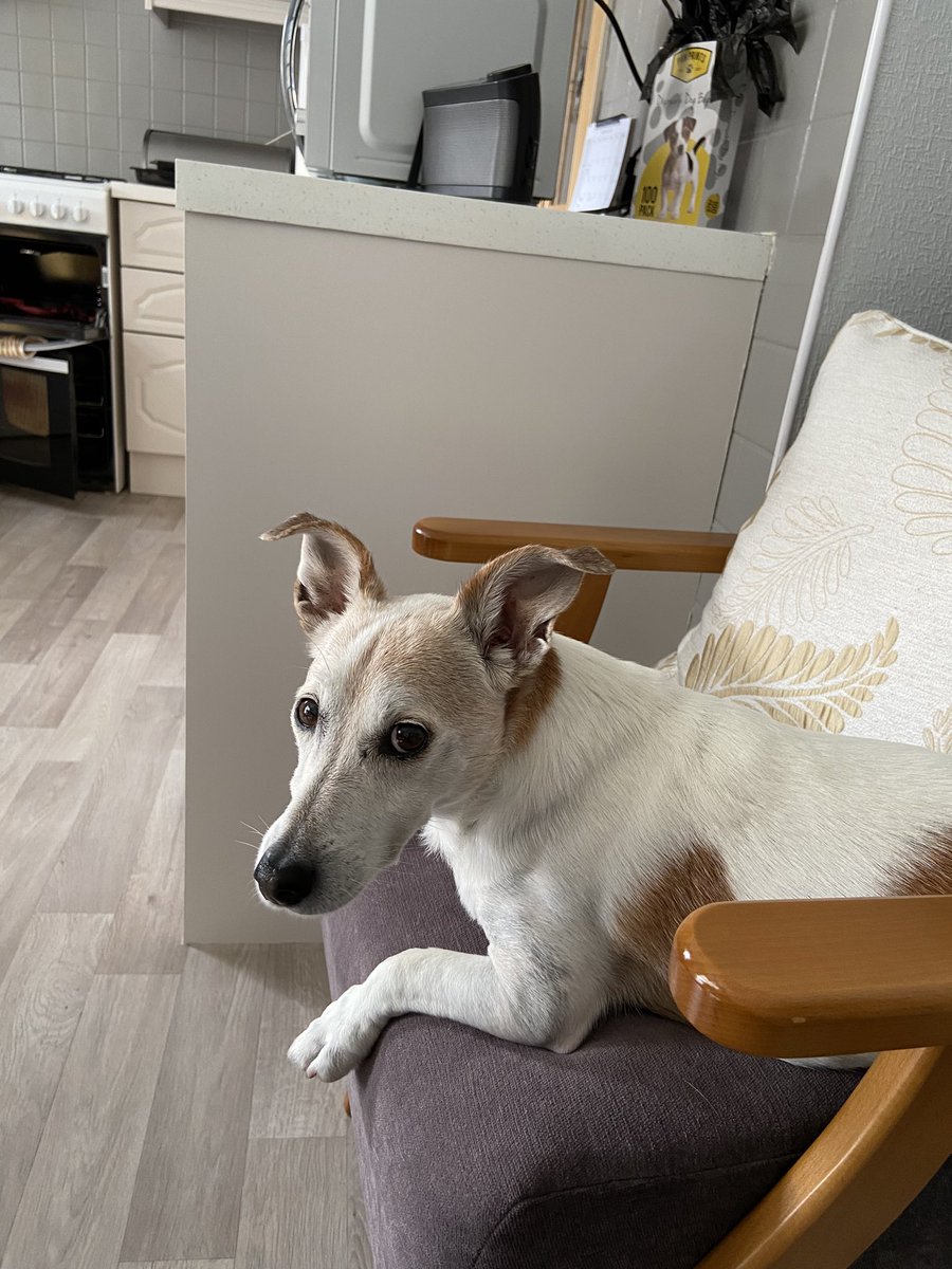ColinGibbons71's tweet photo. Just chilling on his chair…. https://t.co/Af55R3ArKb