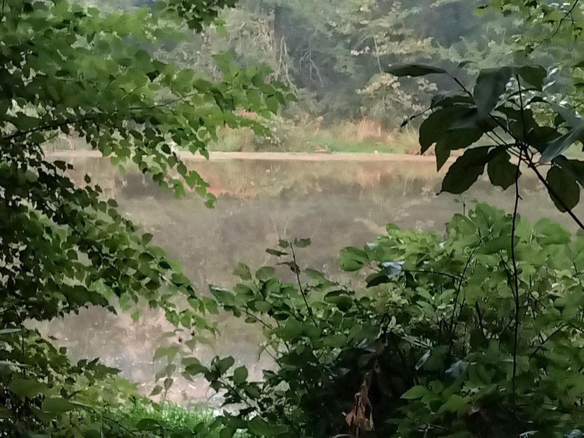 AccotinkFriends's tweet photo. Good morning from the cool trails at Lake Accotink Park. See you on the trails!
#Fairfax #FLAP #lakeaccotink #FCPA #FCPS https://t.co/jr7gExd3Cm