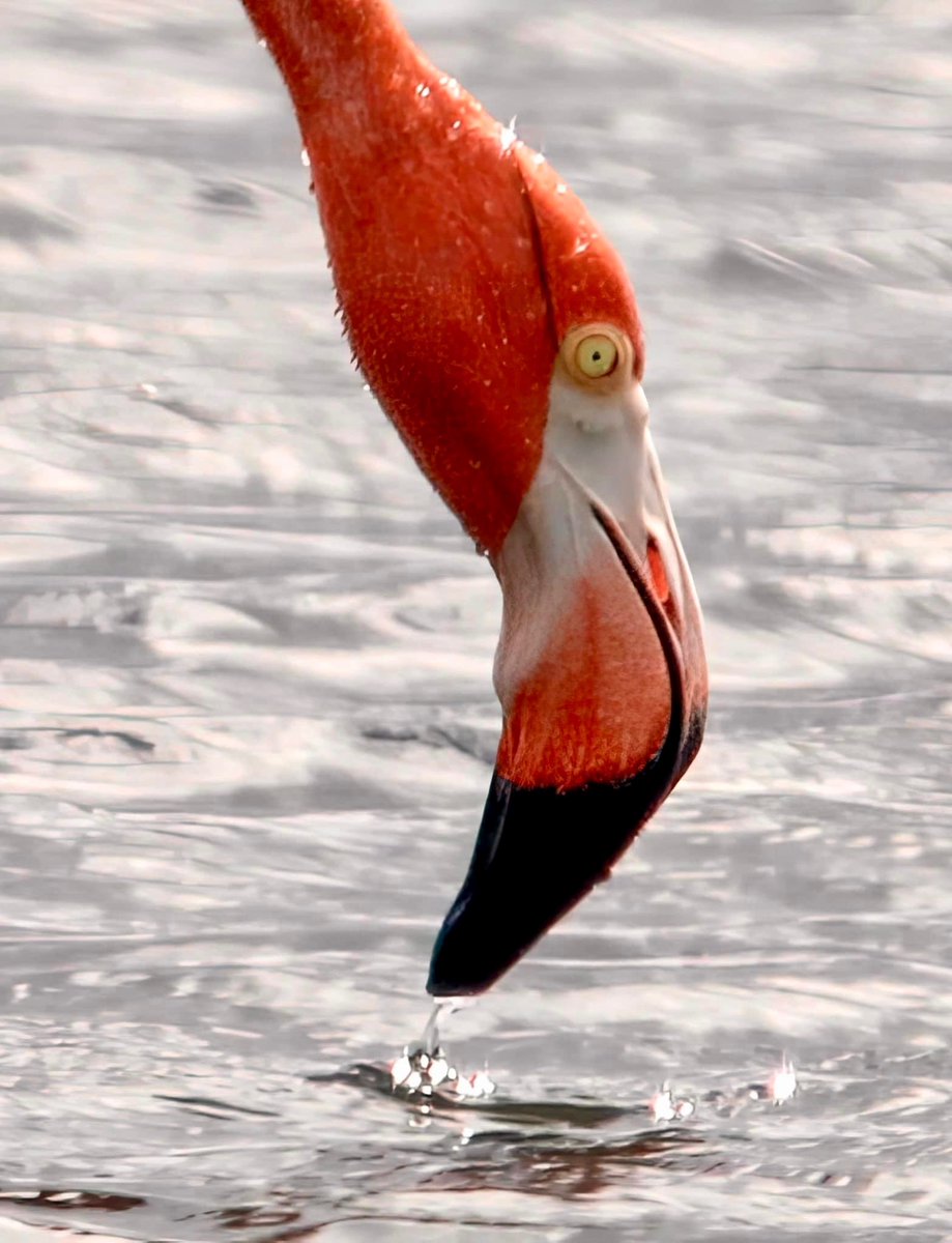 Flamingo sighting in Port St. Joe, FL!