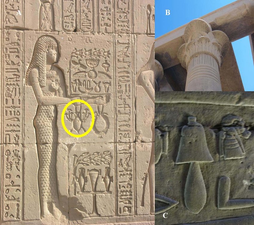 MuugMN's tweet image. Египтийн эртний дүрс бичиг дотор мөөгийг дүрсэлсэн байдаг. Ингэхээр мөөг хүн төрөлхтөнтэй их эртнээс холбоотой байж иржээ гэдгийн нотолгоо чулуун дээр хүртэл сийлээстэй байна...