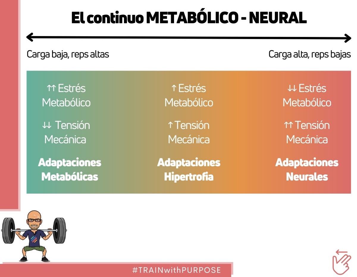 🙋🏻‍♂️¿3 x 15 para "tonificar"? ¿3 x 10 para hipertrofia?

Pues no es exactamente así... 

No existe un número exacto de repeticiones para un objetivo, ni zonas claramente delimitadas... Más bien es como una escala progresiva.
  
¿Qué TIPO DE ADAPTACIONES buscas?