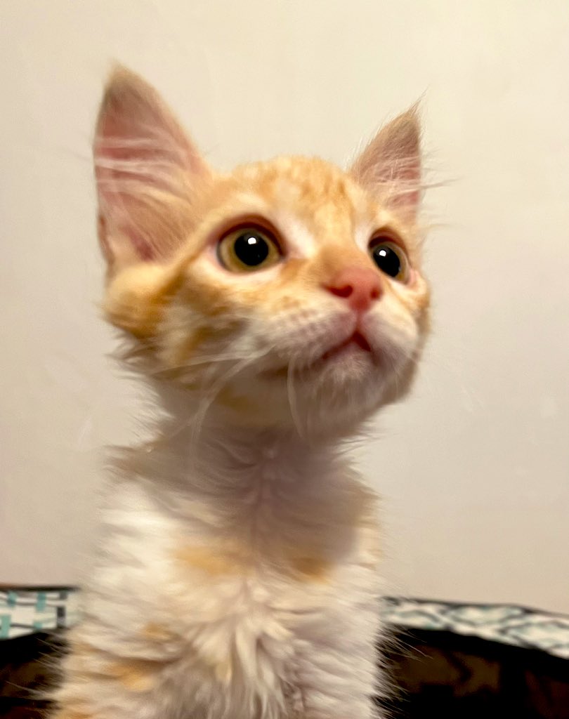 ExAvocatine's tweet photo. C’est la FINALE !
Antoshka le Microbe le plus mignon de France et de Navarre attend vos votes !
MERCI ! Chaque vote compte 🧡🧡🧡 https://t.co/iONL3nNk2V