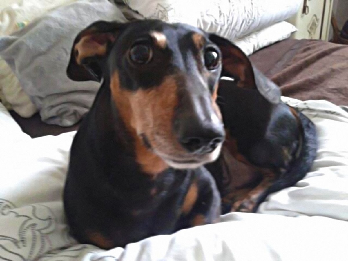ian_dachs's tweet photo. Vzpomínková, 7. 9. 2012: Páteční relax jezevcův.

❤️ 🐕 #BestFriend #Bestevenn #Jonáš #Dachshund #Wiener #Dog #Hund #InstaWiener #InstaDog #MagicOfMoments #Remember #Memories #Hukommelse https://t.co/IUzBYODc5Q