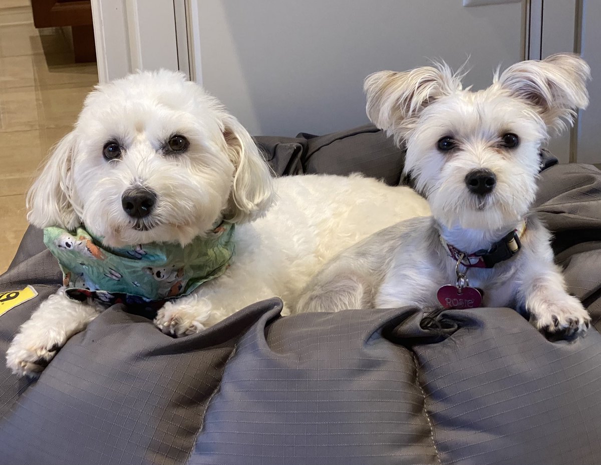 SirBailey2's tweet photo. Rosie hers making early risers. Out of all of us 😳 I’s try to teach hers: we’s sleeper-in-ers 😴😴😴 Hers hops in me’s bed 🤔🐶🐾 #thisisntworkingasplanned #dogsoftwitter #dogsofx #adogslife #doggo #pets 💚 https://t.co/APgGEv5FNT