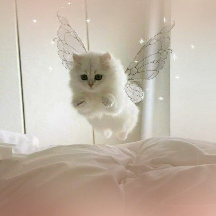 purrtacular's tweet photo. Kittens are angels with whiskers and fur. 🥰

#adorablecats #catpics #kittens #kittenlove #kitty #cats #catlife #meow #catlove #catloversclub #cattrend #cutecats #gatos #animals #CatsofTwitter #Caturday #Purrtacular https://t.co/VKjgiSvuj5