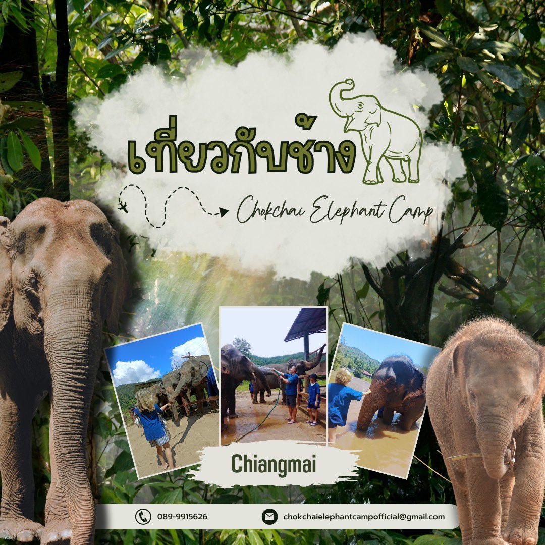 chokchai_camp's tweet photo. สถานเที่ยวธรรมชาติเชียงใหม่ ปางช้างโชคชัย แม่แตง กิจกรรมที่ได้สัมผัสช้างอย่างแท้จริง ซึ่งจะทำให้คุณได้ใกล้ชิดช้าง และได้เรียนรู้ชีวิตของช้าง ณ ที่แหล่งนี้ รวมทั้งประวัติความเป็นมา

Line: @chokchaielephant

#ที่เที่ยวในเชียงใหม่ #มาแอ่วเหนือ #ปางช้างโชคชัย #อนุรักษ์ช้างไทย https://t.co/HH3u1manNd