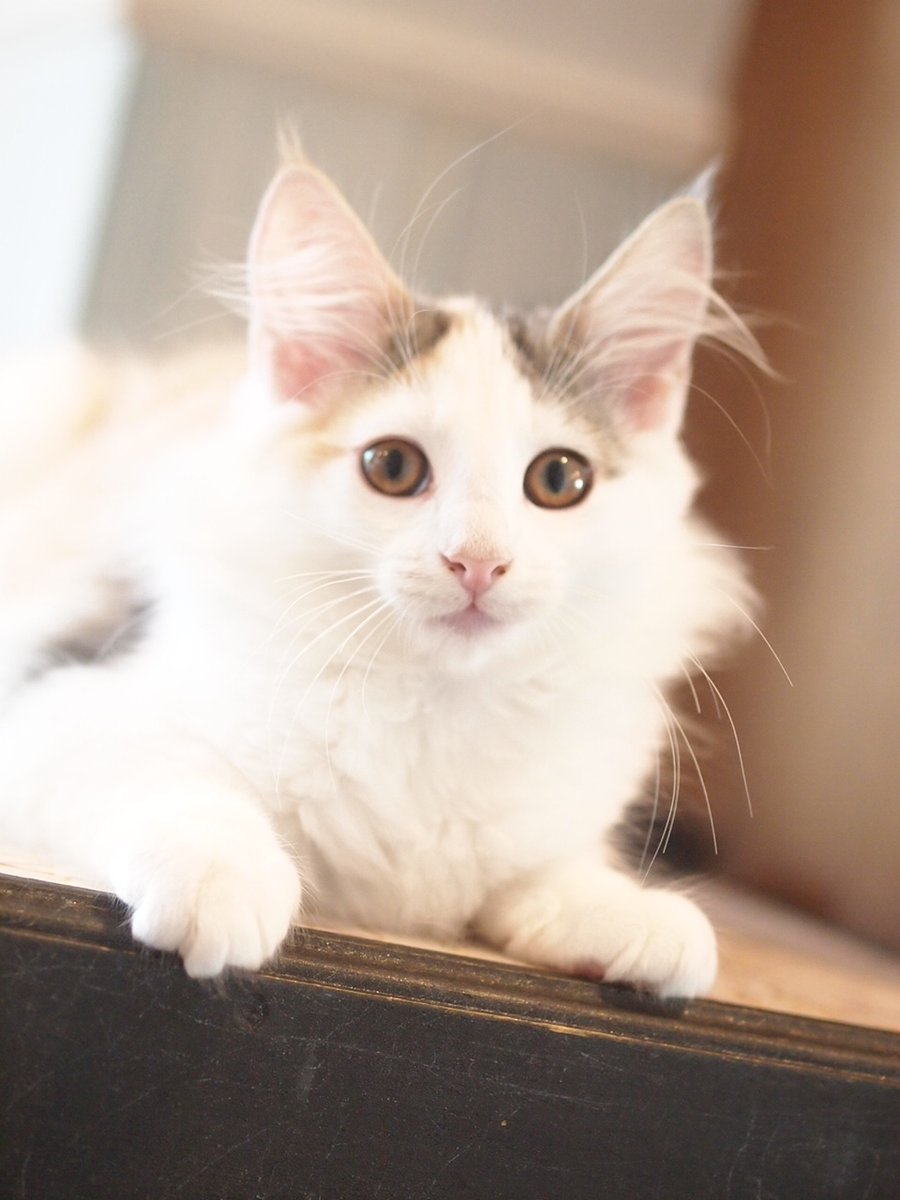 rien222's tweet photo. 生後３か月のノルウェージャンフォレストキャット の子猫のオーナーさん募集中です！

仮名、性別、色柄、個別の成長記録は
こちらをご覧ください。
https://t.co/mWnVqYAXYp

那須と世田谷でご見学可能です。
みんなとっても甘えん坊でかわいいです！

＃ノルウェージャンフォレストキャット https://t.co/o5XHQAfvUz