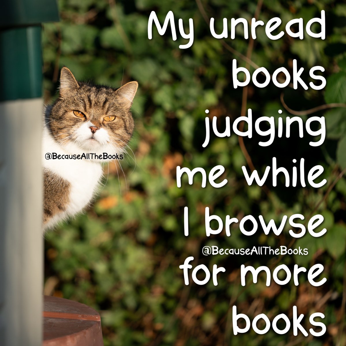 becausemybooks's tweet photo. Oh, they're judging, but soon they'll be joined by more books...
#BecauseAllTheBooks #MoreBooksPlease #NeedMoreBooks #TBRPile https://t.co/J506CKj825