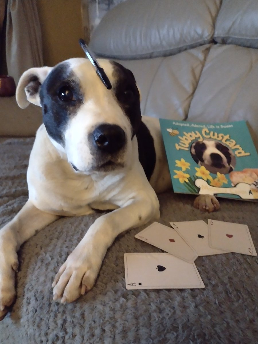 My book is ace...find it on the senior staffy club website. It's a children's book: colourful, full of love and shares with readers how I discovered true happiness once I was adopted. #adoption #childrensbook
seniorstaffyclub.co.uk
<a href="/SeniorStaffy/">Senior Staffy Club Dog Rescue</a> <a href="/UHDBTrust/">University Hospitals of Derby and Burton NHS FT</a> <a href="/bbcemt/">BBC East Midlands</a>