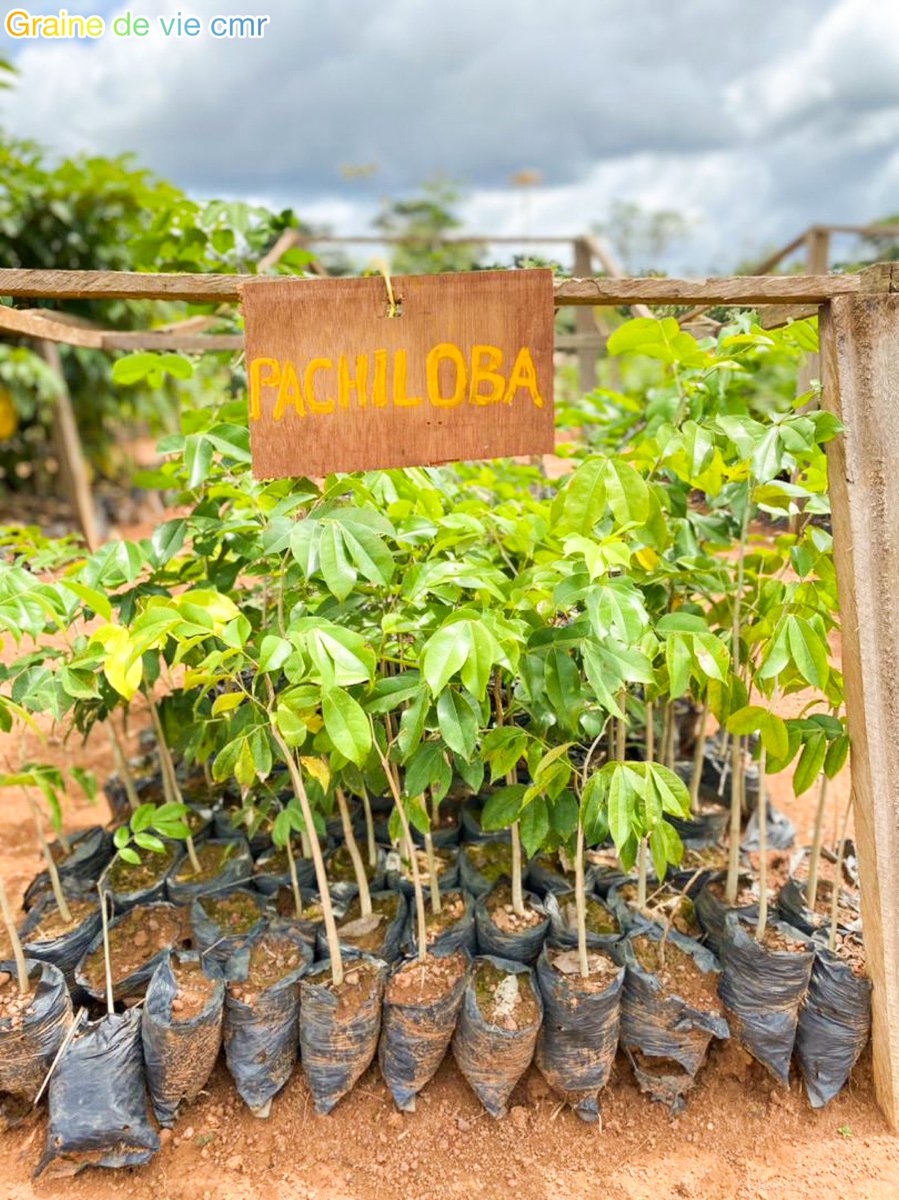 Plants prêts pour la distribution dans la commune de Afanloum 
<a href="/graine/">graine</a> de vie ,la vie en devenir!
