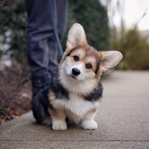 Rate This Cuteness 10-100??😍📷
#CorgiLovers #CorgiCrew #Corgipuppy #Dogsoftwitter #Corgis
📷