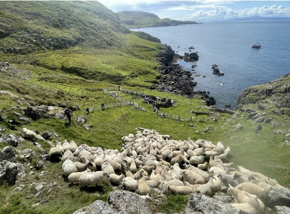 Crofting in the Shiant Isles has its roots in ancient Gaelic culture. The practice of working the land collectively has fostered a strong sense of community and sustainable living. It's inspiring to see how these traditions have stood the test of time. 🌿🤝 #ShiantIsles