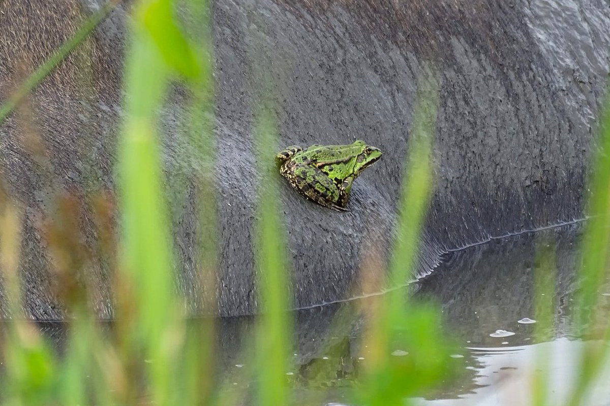 Een bijzondere waarneming door onze kuddebeheerder in de Noordwaard: groene kikkers en waterbuffels die samen dobberen in de sloot! 🐃🐸  Lees er meer over op onze website!

<a href="/biesbosch/">N P De Biesbosch</a> <a href="/staatsbosbeheer/">Staatsbosbeheer</a> 

freenature.nl/nieuws/2023/un…

📷 <a href="/tanjadebode/">Tanja de Bode</a>
