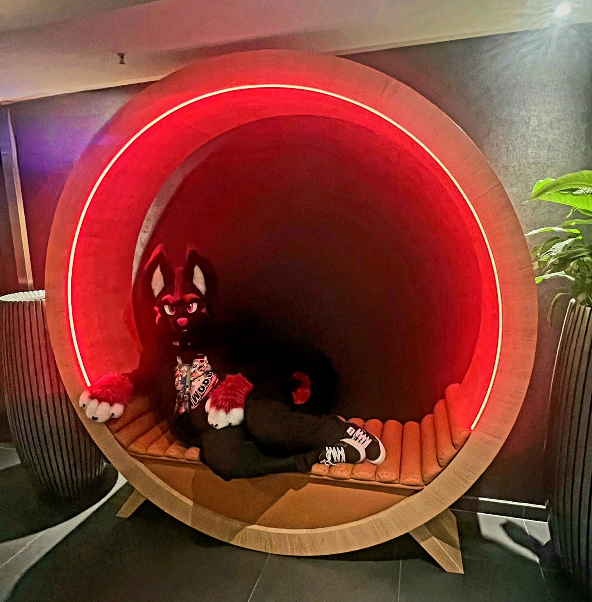 I'm Niku! 🦊 tweet media