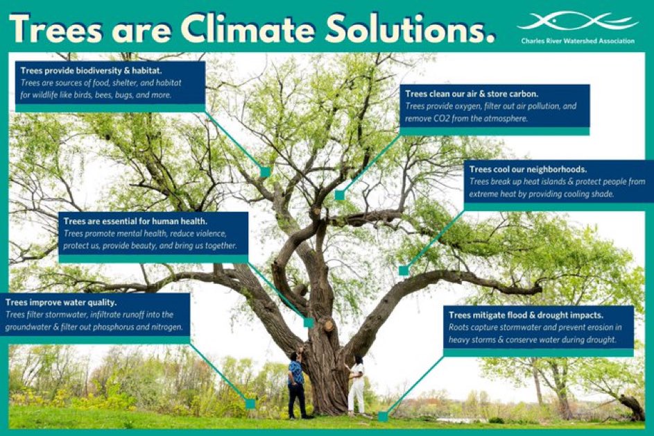 As we experience another extreme heat event this week - let’s take a moment to appreciate #trees as climate solutions!

Trees mitigate climate impacts like extreme heat, flooding, and drought, all while making our neighborhoods healthier, happier places! 🌳