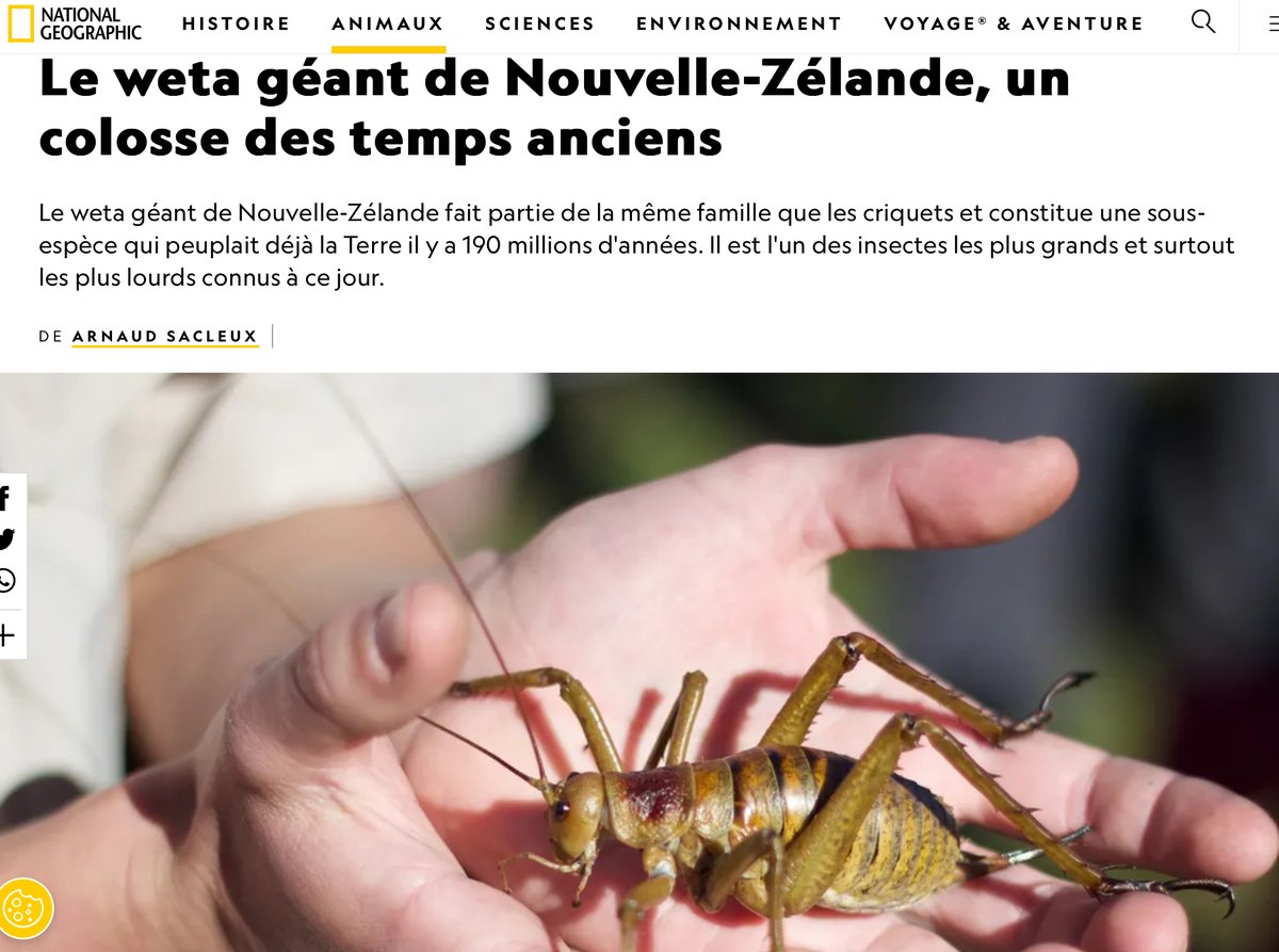 MikaElliot1's tweet photo. @AllBlacks @rugbyworldcup
Bon appétit bien sûr #rmclive #nouvellezelande #nz #weta #coupedumondederugby https://t.co/zF0UMTG1QF
