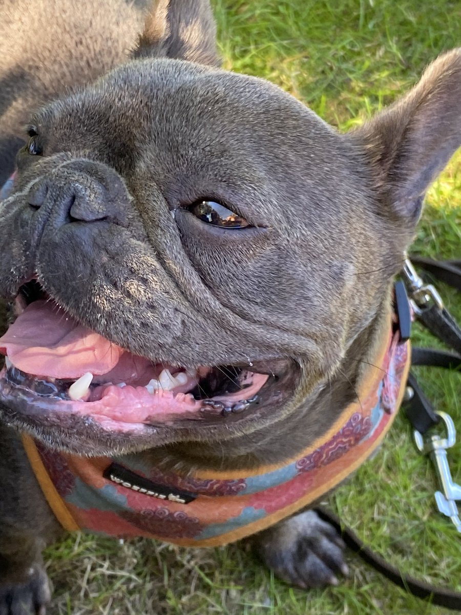Genieten van het prachtige weer. Hondjes lekker mee en wat een luxe. We hebben een privé strandje en zwemmeer, een natje en een droogje bij ons en zitten heerlijk in de schaduw van de bomen. Ik zeg: ‘niks meer aan doen!’