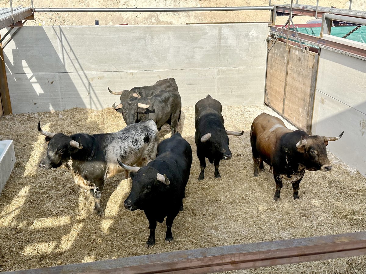 Orden de lidia de los novillos de Pedrés para hoy en Calasparra
infotauro.com/orden-de-lidia…