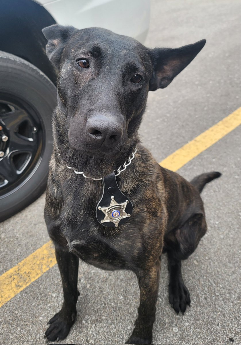 K9SgtEdwards's tweet photo. Happy Birthday, Kratos!  
K9 Kratos is 3 years old today! https://t.co/iXwIVK9w64