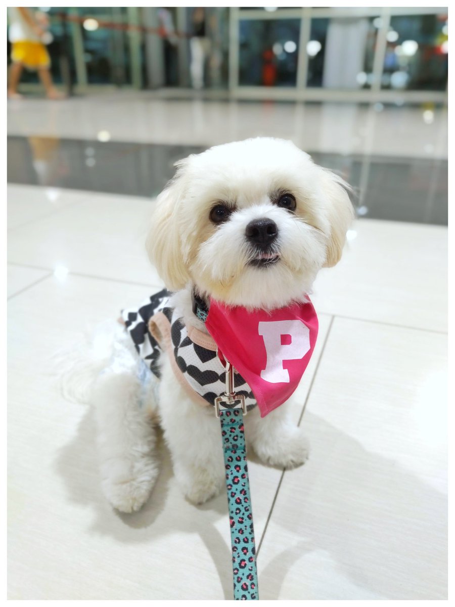 sundaecone888's tweet photo. P is for pawsitively pawbulous! #littlemisspixiepie https://t.co/Vt6rJQQlKm