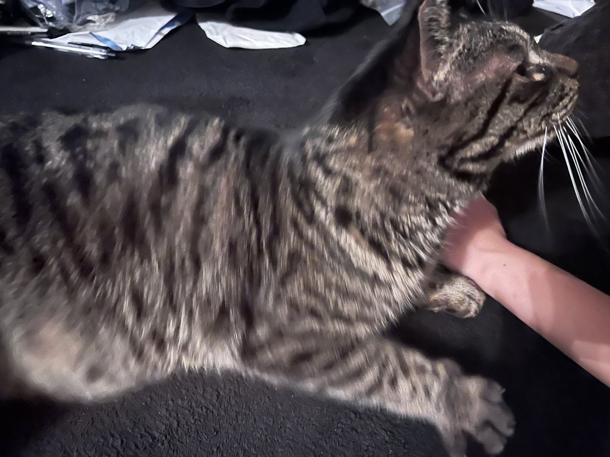 躍動するＮＥＫＯ